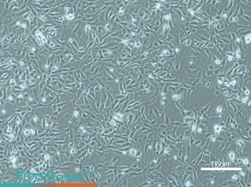 MiCl1 (S+L-) Cell Complete Medium - 3