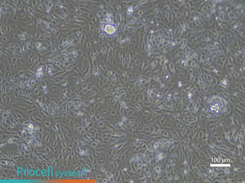 Rat Renal Tubular Epithelial Cell Complete Medium - 3