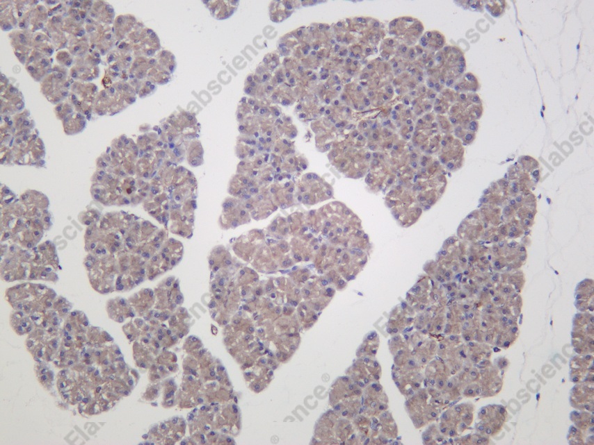 Recombinant CaMKIα Monoclonal Antibody - 2
