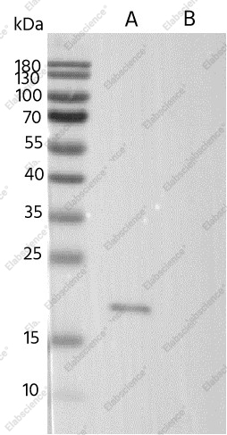 Claudin6 Monoclonal Antibody - 1