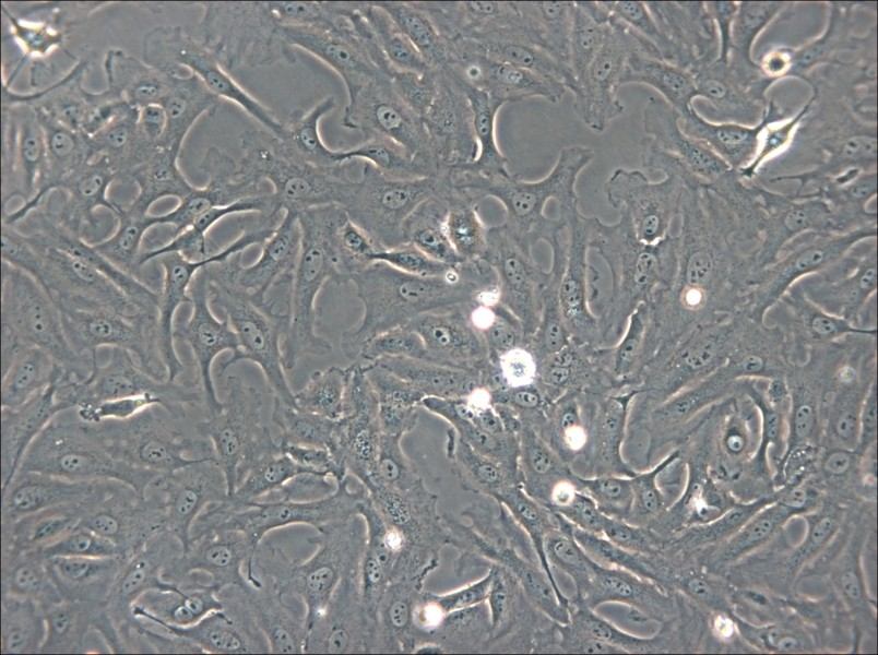 OK Cell Complete Medium - 5