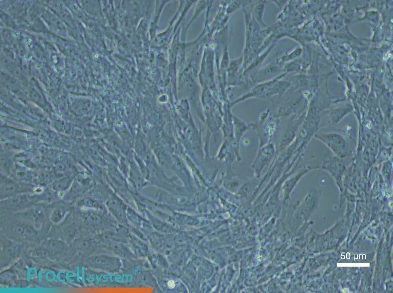 Mouse Esophageal Epithelial Cell Complete Medium - 6