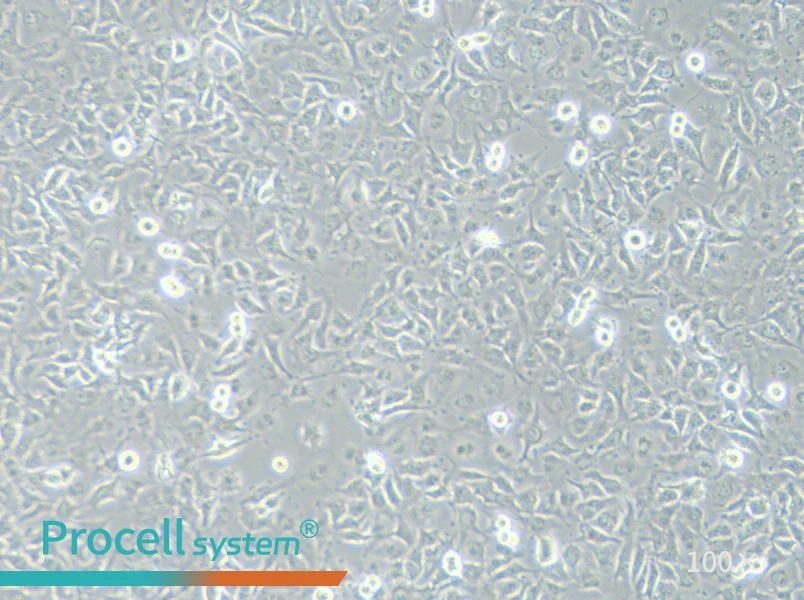 C918 Cell Complete MediumC918 Cell Complete Medium - 2