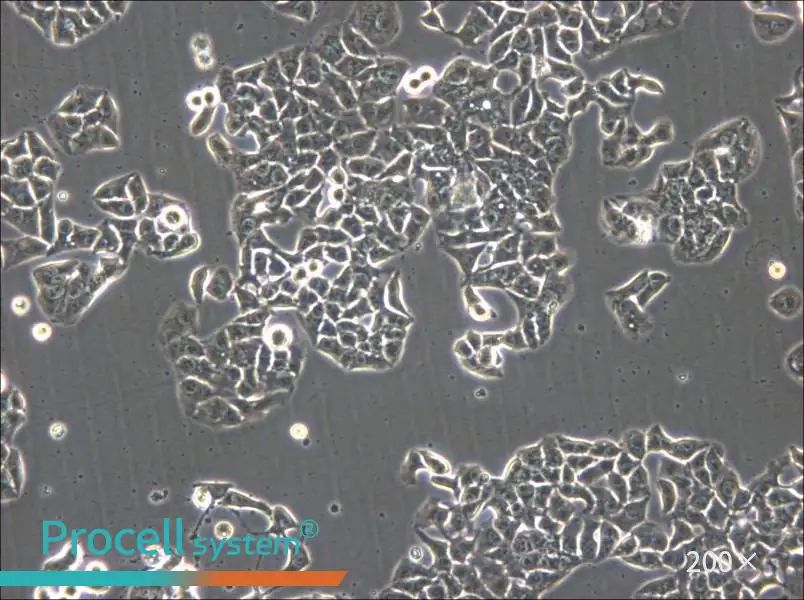 HCC1833 Cell Complete Medium - 6