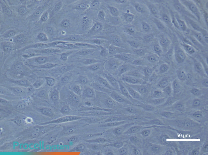 Human Coronary Artery Endothelial Cell Complete Medium - small - 6
