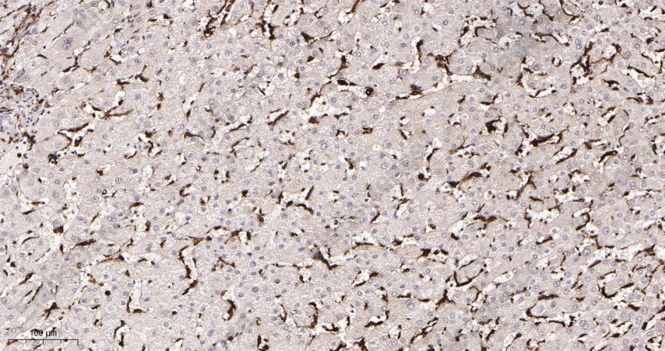 Recombinant Iba1 Monoclonal Antibody - 2