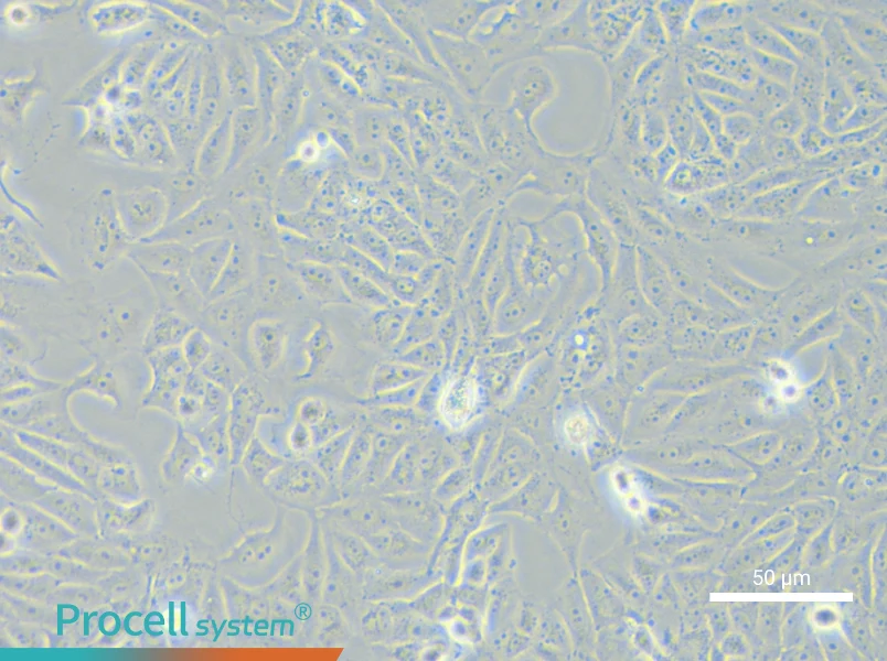 SK-6 Cell Complete Medium - 4
