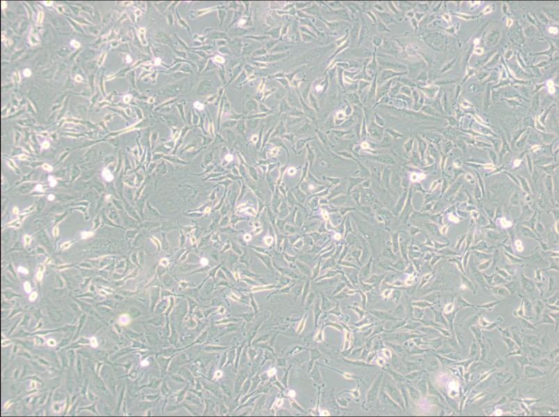 KTC-1 Cell Complete MediumKTC-1 Cell Complete Medium - 3