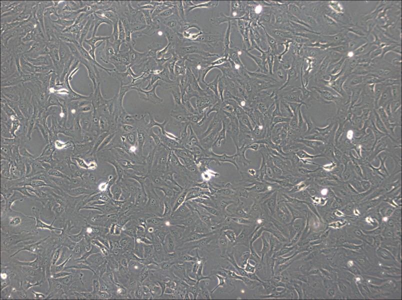 OK Cell Complete MediumOK Cell Complete Medium - 3