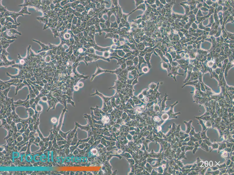 293T [HEK-293T] Cell Complete Medium - small - 6