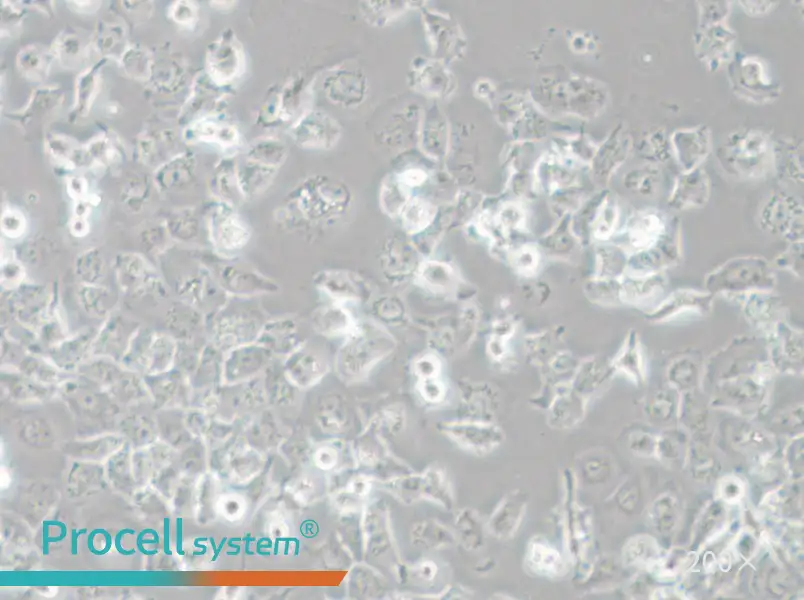 NCI-H23 Cell Complete Medium - small - 5