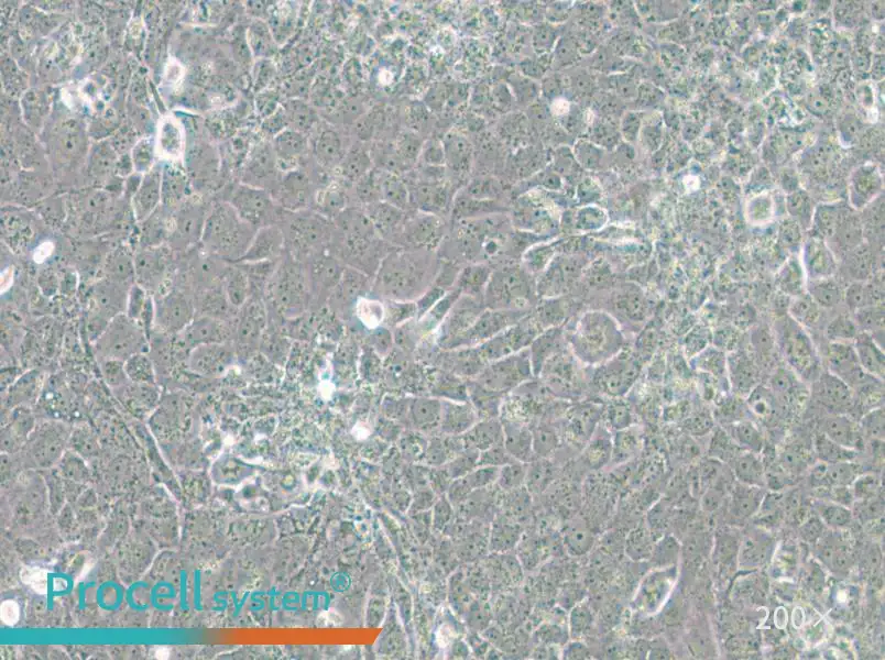 MH7A Cell Complete Medium - 4