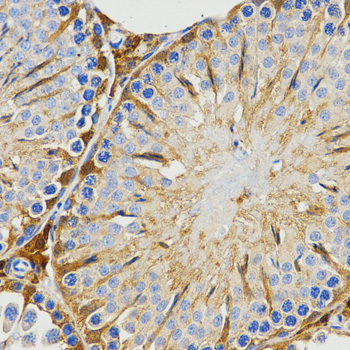 Immunohistochemistry of paraffin-embedded rat testis using PIWIL4 Polyclonal Antibody at dilution of 1:200 (40x lens).Perform microwave antigen retrieval with 10 mM PBS buffer pH 7.2 before commencing with IHC staining protocol.