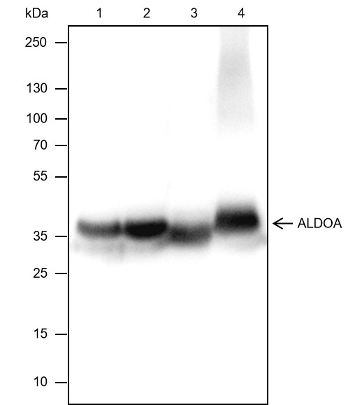 Recombinant ALDOA Monoclonal Antibody-searchlist-1