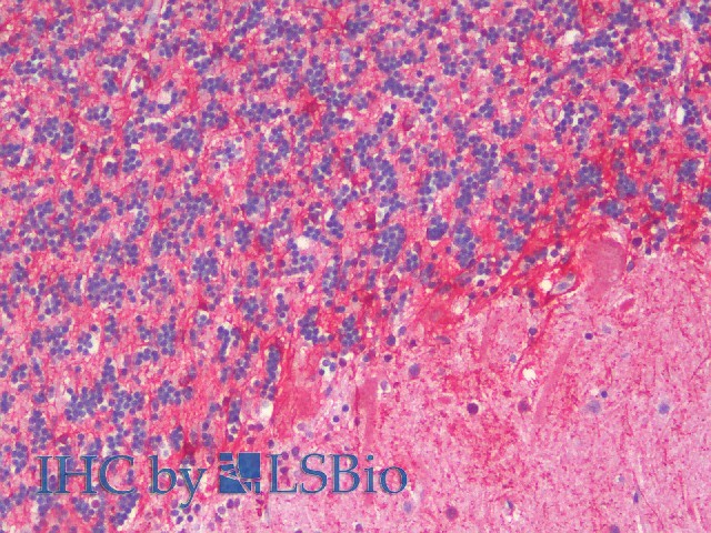 Immunohistochemistry analysis of paraffin-embedded Human Cerebellum using GFAP Polyclonal Antibody(Elabscience Product Detected by Lifespan).