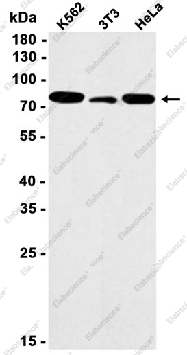 Recombinant PRMT7 Monoclonal Antibody - 1