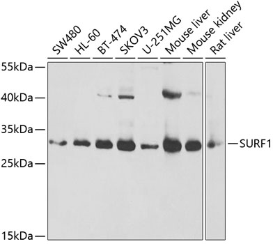 Western blot analysis of extracts of various cell lines using SURF1 Polyclonal Antibody at 1:1000 dilution.