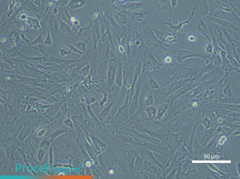 Mouse Intestinal Fibroblast Complete MediumMouse Intestinal Fibroblast Complete Medium - 6