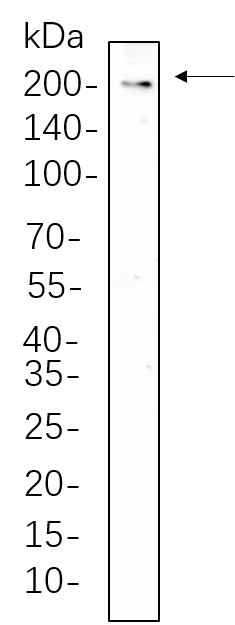 Recombinant CD206/MRC1 Monoclonal Antibody-searchlist-1