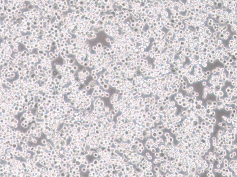 Sf21 Cell Complete MediumSf21 Cell Complete Medium - 2