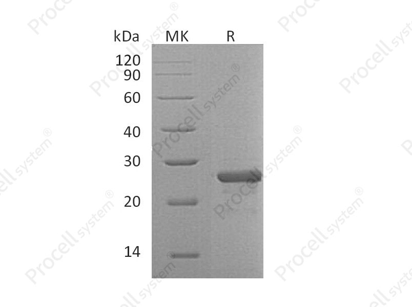 FGF-19 (N-6His), Human, Recombinant