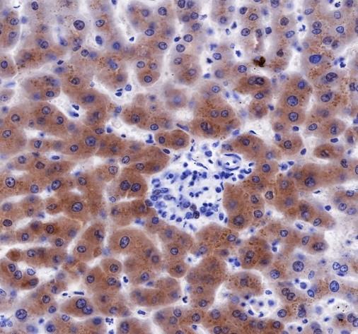 Recombinant FGL1 Monoclonal Antibody - 3