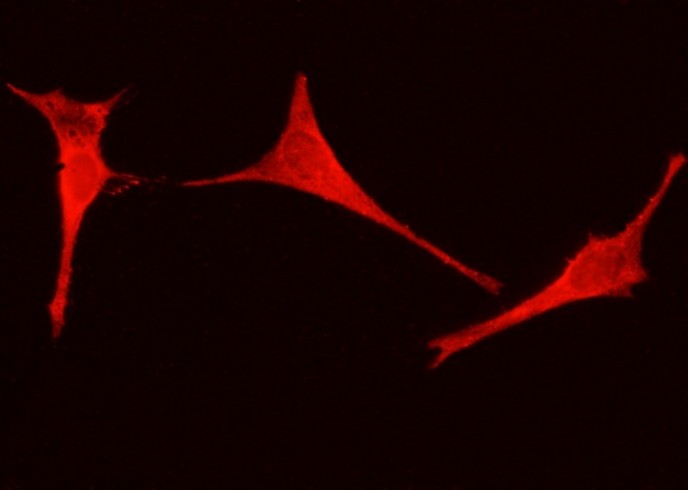 ENO3/beta-enolase Monoclonal Antibody - small - 2
