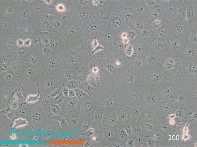 MARC-145 [Marc145] Cell Complete Medium - small - 4