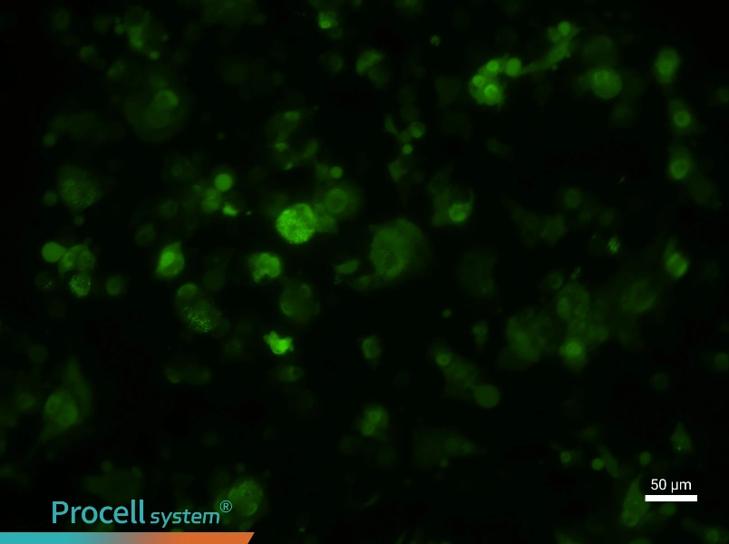 HePa1-6-GFP Cell Complete Medium - 1