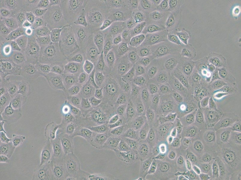 WSU-HN6 Cell Complete Medium - small - 6