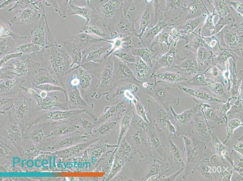 A-498 Cell Complete Medium - small - 5