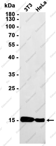 Recombinant Histone H2A.X Monoclonal Antibody - 1