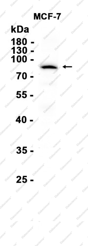 Recombinant PI3 Kinase p85 alpha Monoclonal Antibody - 3