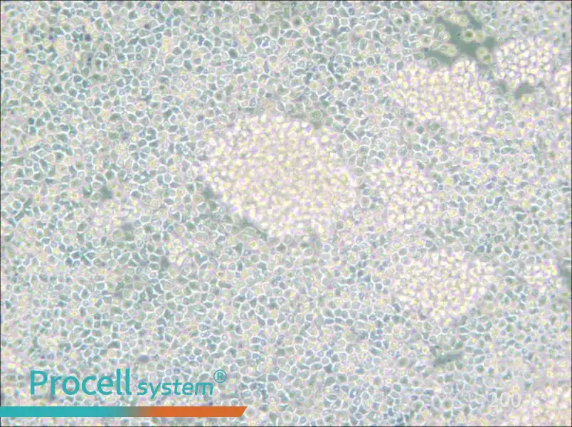 Reh Cell Complete Medium - small - 4