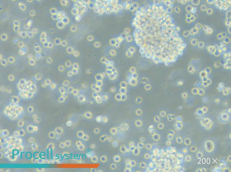 P3HR-1 Cell Complete Medium - small - 4