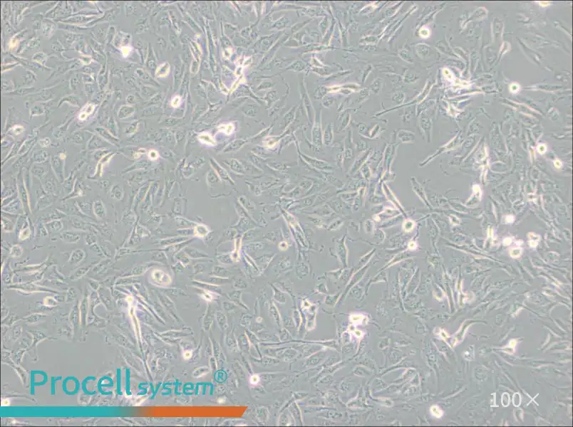 786-O [786-0] Cell Complete Medium - 1