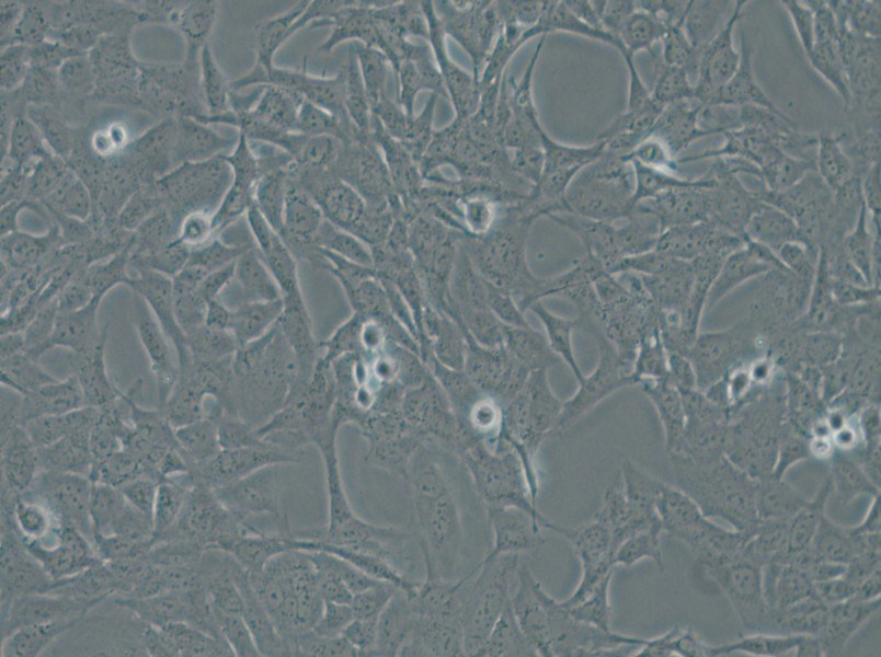 HTR-8-Svneo Cell Complete Medium - small - 4