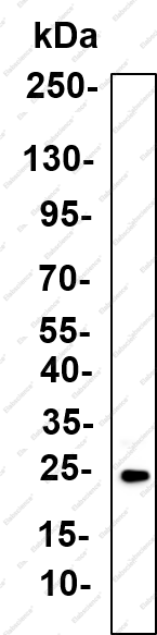 Recombinant RAB9A Monoclonal Antibody - 2
