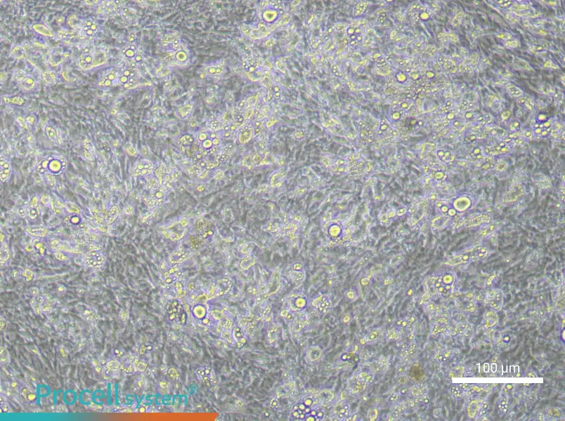 Mouse Adipocyte Cell Complete Medium - 3
