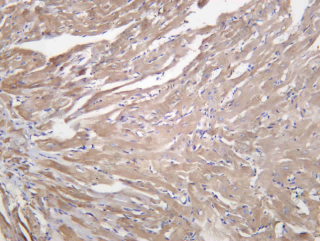 Recombinant VEGF-D Monoclonal Antibody - 3