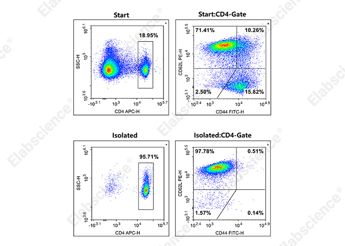小鼠初始CD4+T细胞阴性分选试剂盒