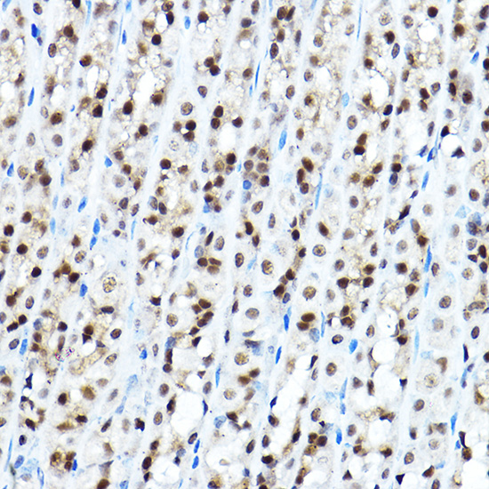 Immunohistochemistry of paraffin-embedded mouse stomach using FOXA1 Polyclonal Antibody at dilution of 1:100 (40x lens).Perform high pressure antigen retrieval with 10 mM citrate buffer pH 6.0 before commencing with IHC staining protocol.