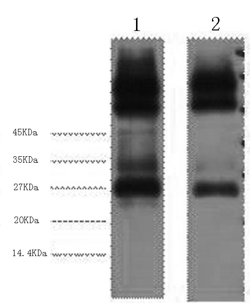 Western Blot analysis of 1) Mouse spleen 2) Rat spleen using EFHD1 Monoclonal Antibody at dilution of 1:3000.