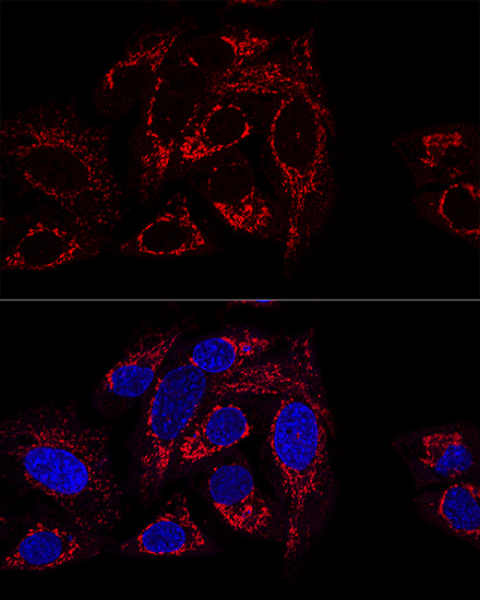 Confocal immunofluorescence analysis of U2OS cells using GCSH Polyclonal Antibody at dilution of  1:100 (60x lens). Blue: DAPI for nuclear staining.