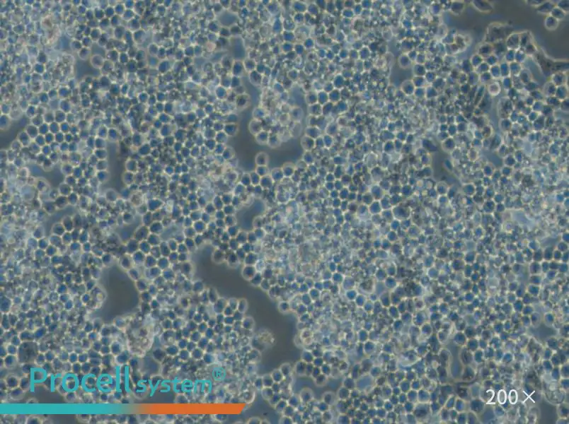 F9 Cell Complete Medium - 6