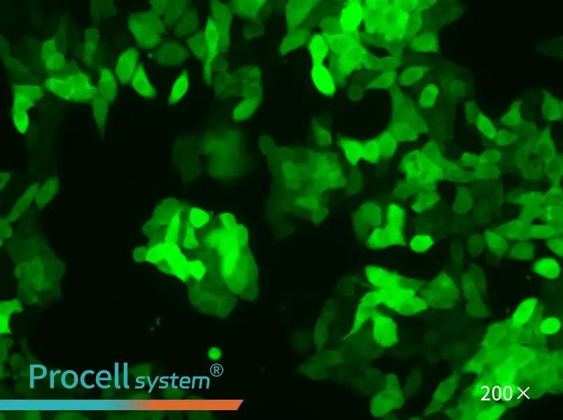 SW620-GFP Cell Complete Medium - 4