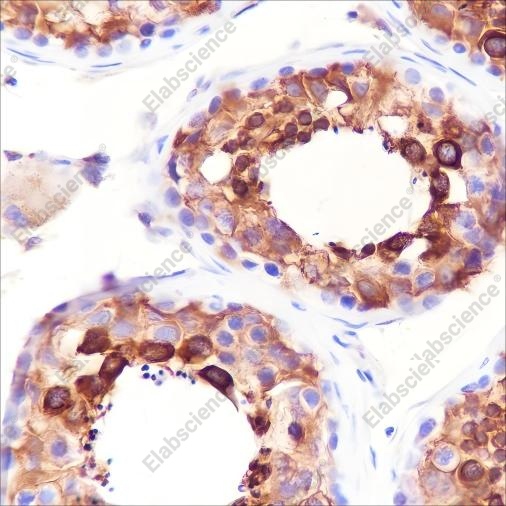 Recombinant BAP29 Monoclonal Antibody - 3