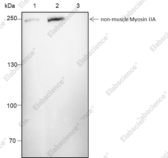 Recombinant non-muscle Myosin IIA Monoclonal Antibody - 2