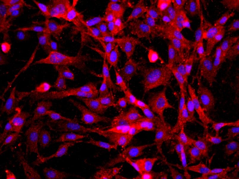 Mouse Cavernous Endothelial Cell Complete MediumMouse Cavernous Endothelial Cell Complete Medium - 2