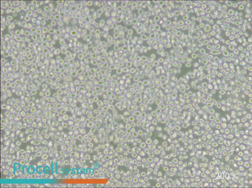 AE-1 Cell Complete Medium - 5